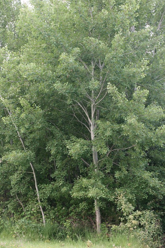 Populus tremula / Pioppo tremulo